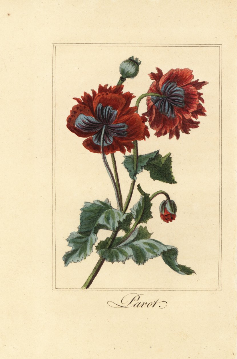 Mák, pavot, papaver rhoeas hibrid változata alkotó: Pancrace (after) Bessa