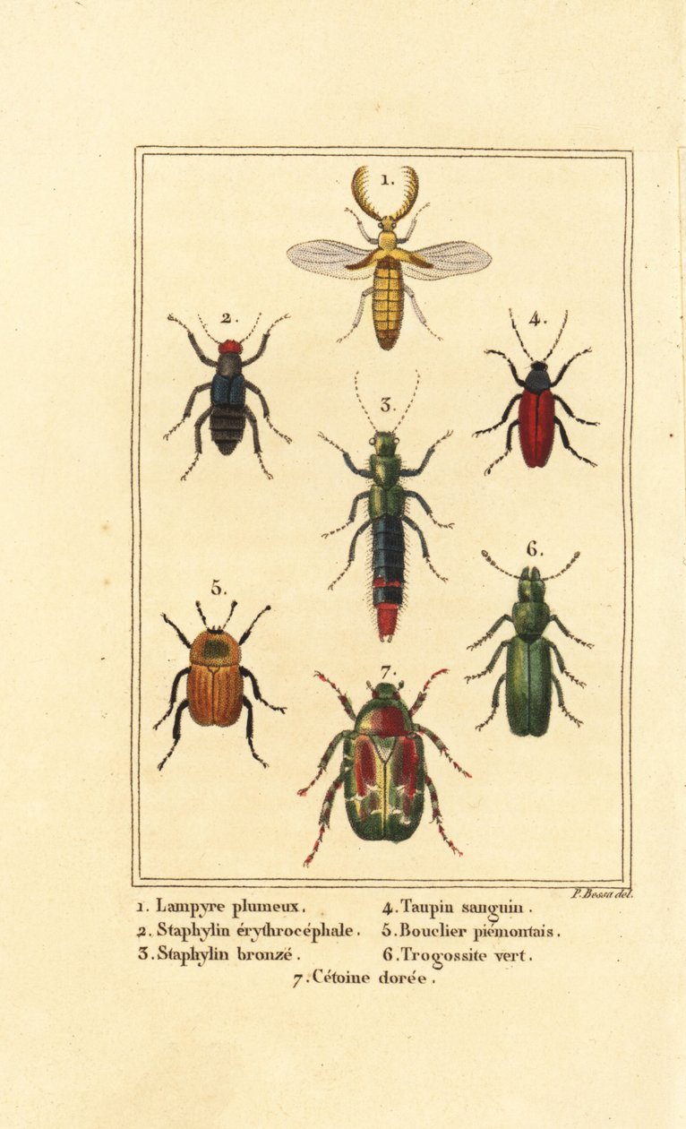 Lampyris bogár, rózsabogár, Staphylinus erythropterus 2, Staphylinus faj 3, Ampedus sanguineus 4, Silpha pedeonta 5, Temnoscheila virescens 6 és rózsabogár, Cetonia aurata 7 alkotó: Pancrace (after) Bessa