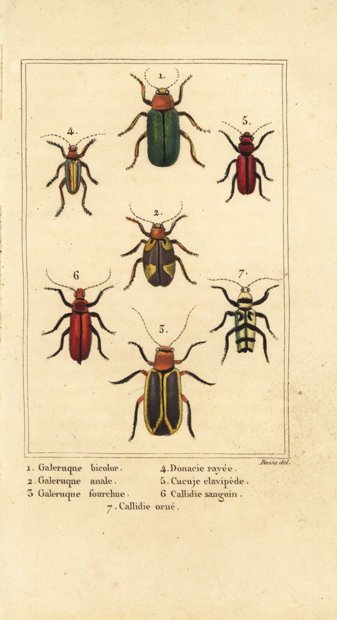 Levélbogarak, Galeruca fajok 1, Aulacophora analis 2, Cyclotrypema furcata 3, Donacia vittata 4, lapos kéregbogár, Cucujus clavipes 5, Pyrrhidium sanguineum 6 és Chlorophorus varius 7 alkotó: Pancrace (after) Bessa