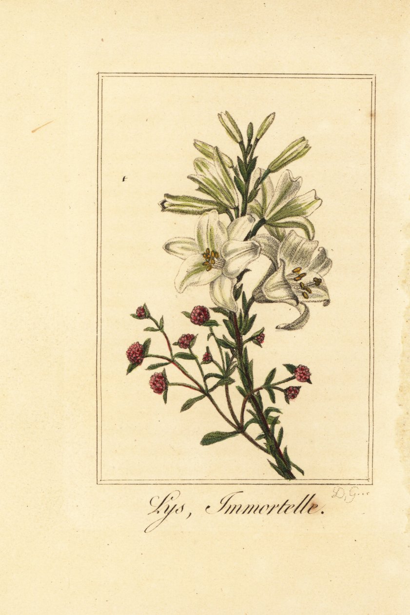Liliom és vörös örök, Lys és halhatatlan, fehér liliom és véres Helichrysum alkotó: Pancrace (after) Bessa