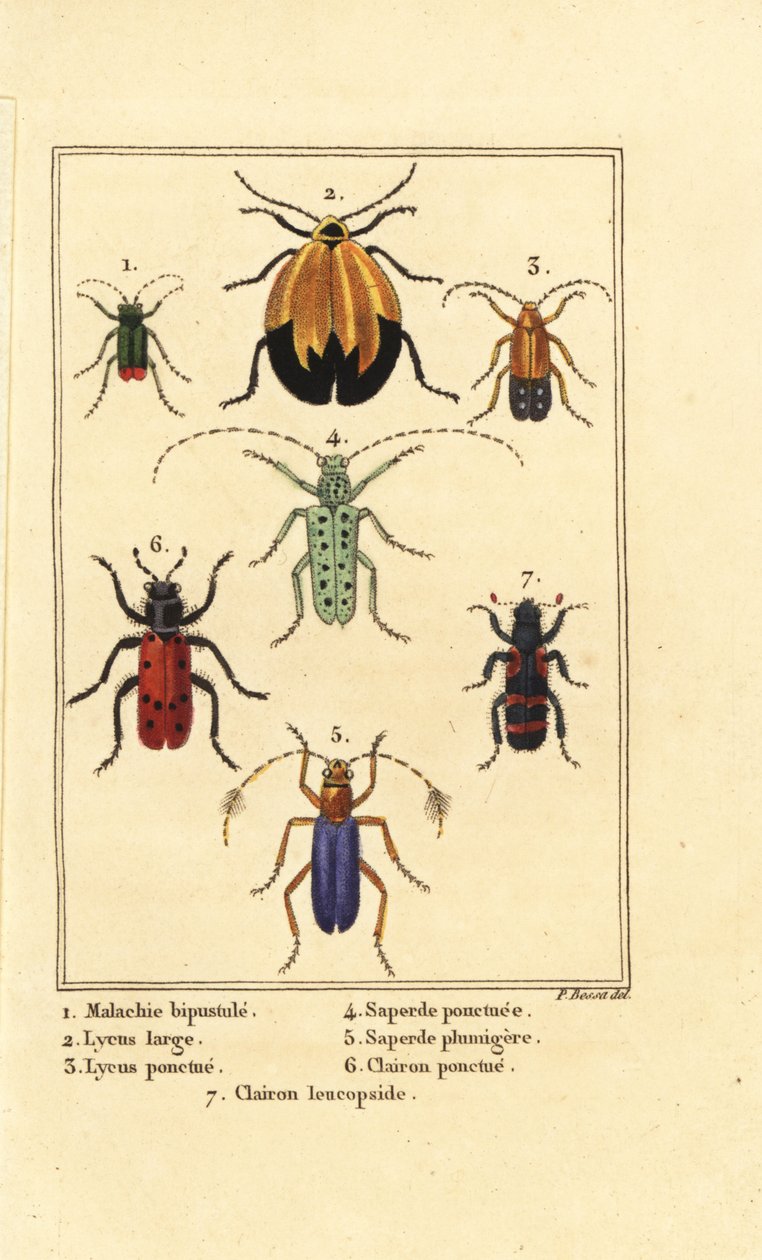 Malachit bogár, Malachius bipustulatus 1, hálószárnyú bogarak, Lycus melanurus 2, Lycus punctatus 3, Saperda punctata 4, Saperda fajok 5, Trichodes octopunctatus 6 és Trichodes apiarius 7 alkotó: Pancrace (after) Bessa