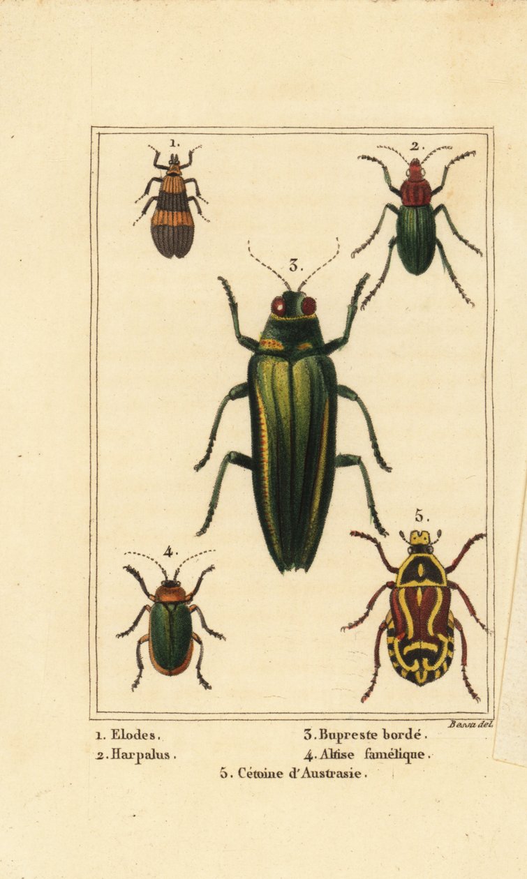 Mocsárbogár, Elodes 1, Harpalus bogár 2, ékszerbogár, Buprestis 3, bolhabogár, Altica famelica 4 és rózsabogár, Cetonia faj 5 alkotó: Pancrace (after) Bessa
