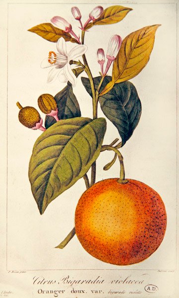 Narancs, Barois metszete, 1820 körül (színes metszet) alkotó: Pancrace (after) Bessa