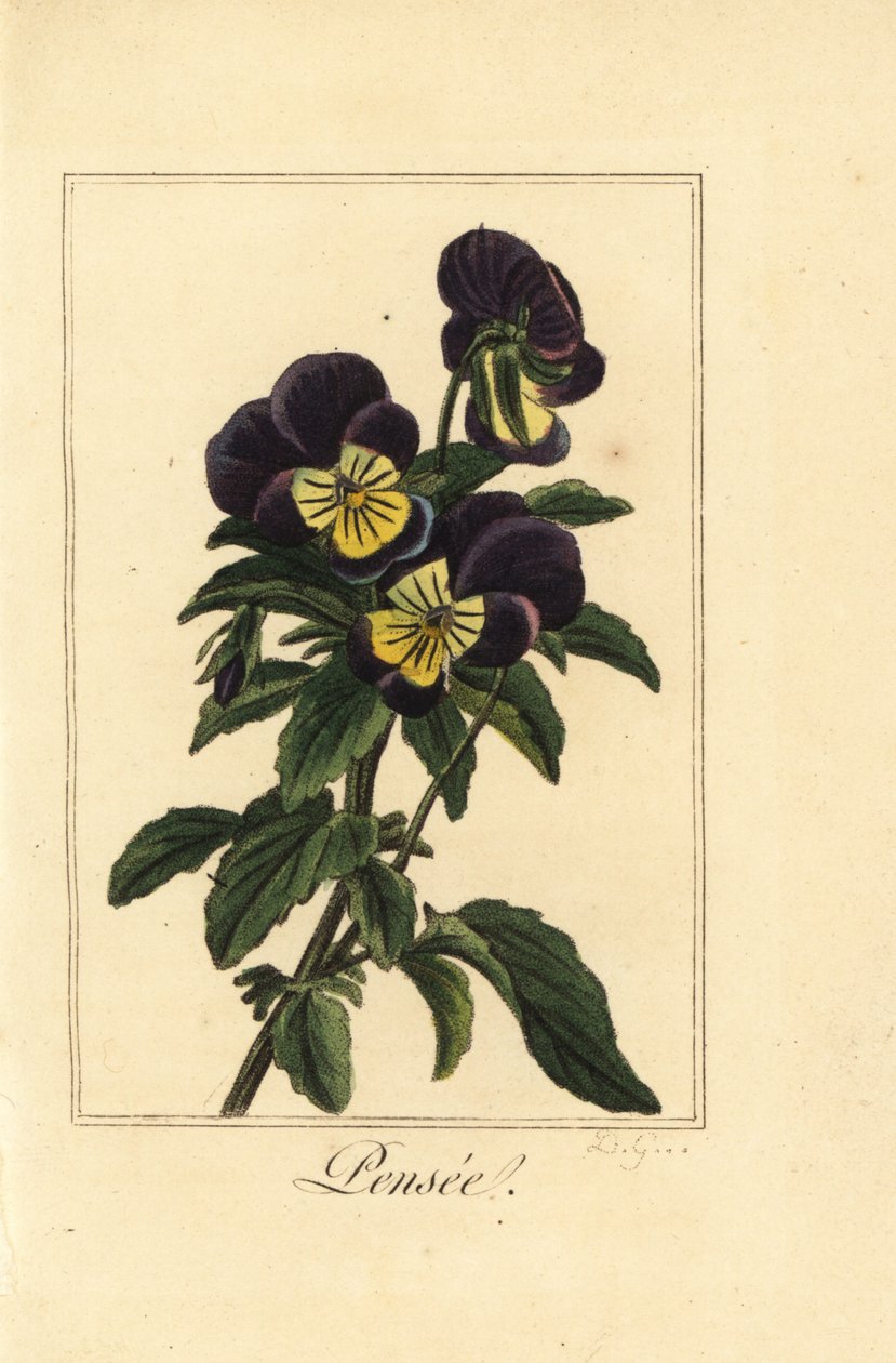 Árvácska, pensee, Viola tricolor var. alkotó: Pancrace (after) Bessa