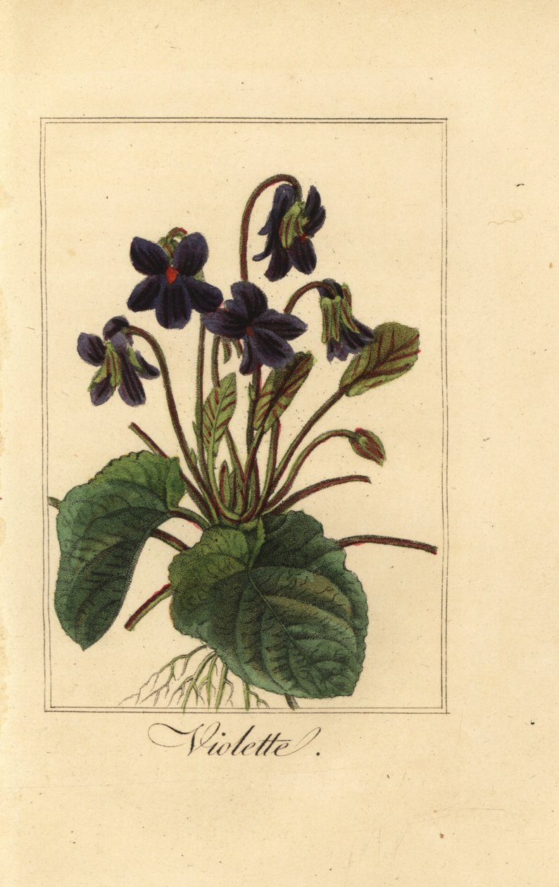 Édes ibolya, Violette, Viola odorata alkotó: Pancrace (after) Bessa