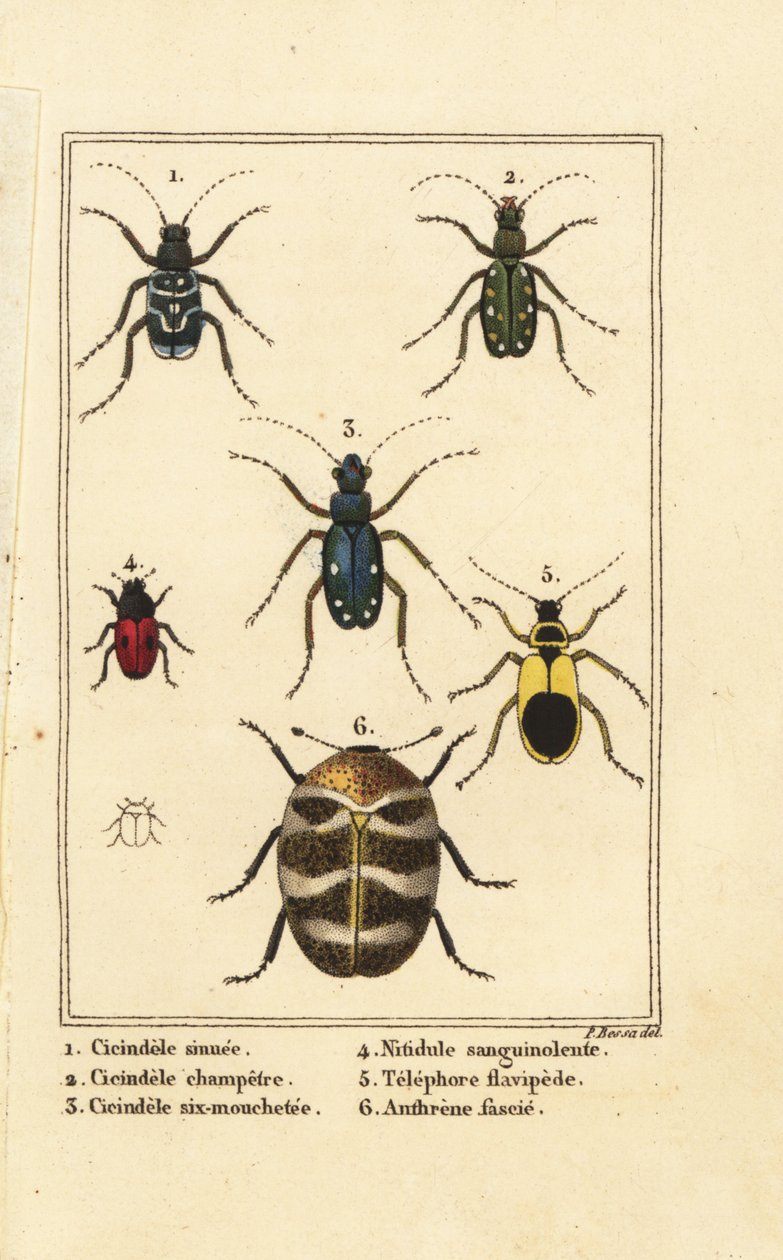 Tigrisbogarak, Cicindela sinuata 1, Cicindela campestris 2, Cicindela sexguttata 3, Nitidula vérfoltos 4, változatos szőnyegbogár, sárgás telefor 5, Anthrenus verbasci 6 alkotó: Pancrace (after) Bessa