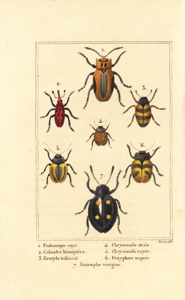 Zsizsik: Eudomychus striata 1, Calandra hemiptera 2, tetszetős gombabogár, Erotylus faj 3, Chrysomela striata 4, Acalymma vittatum 5, Chrysomela arcuata 6 és Eumorphus marginata 7 alkotó: Pancrace (after) Bessa