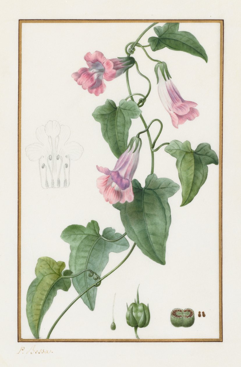 (Botanikai: Maurándia semperflorens) alkotó: Pancrace Bessa