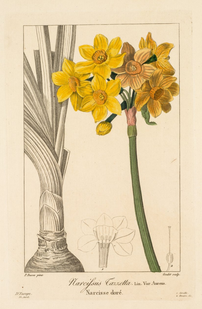 Flora kertészeknek, amatőröknek és gyártóknak: Polyanthus vagy Cluster Narcissus alkotó: Pancrace Bessa
