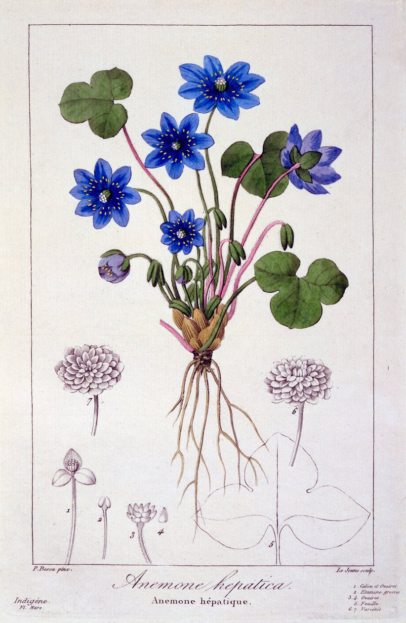 Hepatica nobilis, 1836 (kézzel színezett metszet) alkotó: Pancrace Bessa