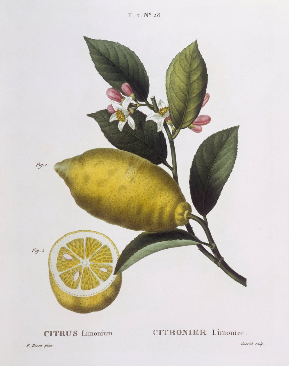 Citrom (Citrus limonium), Henry Louis Duhamel du Monceau, Pancrace Bessa botanikai tányérja alkotó: Pancrace Bessa