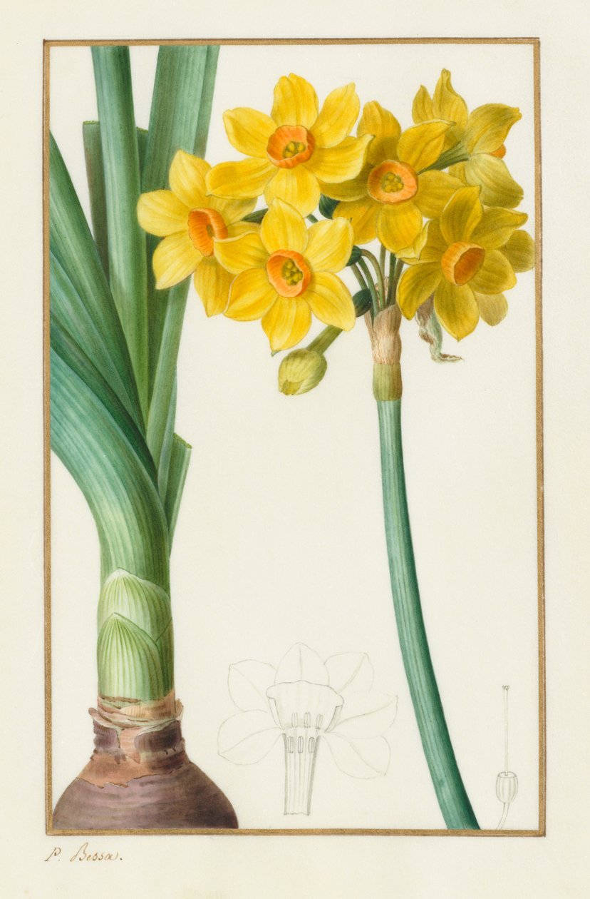 Polyanthus vagy Cluster Narcissus Botanical: Narcissus tazetta, 1836. alkotó: Pancrace Bessa