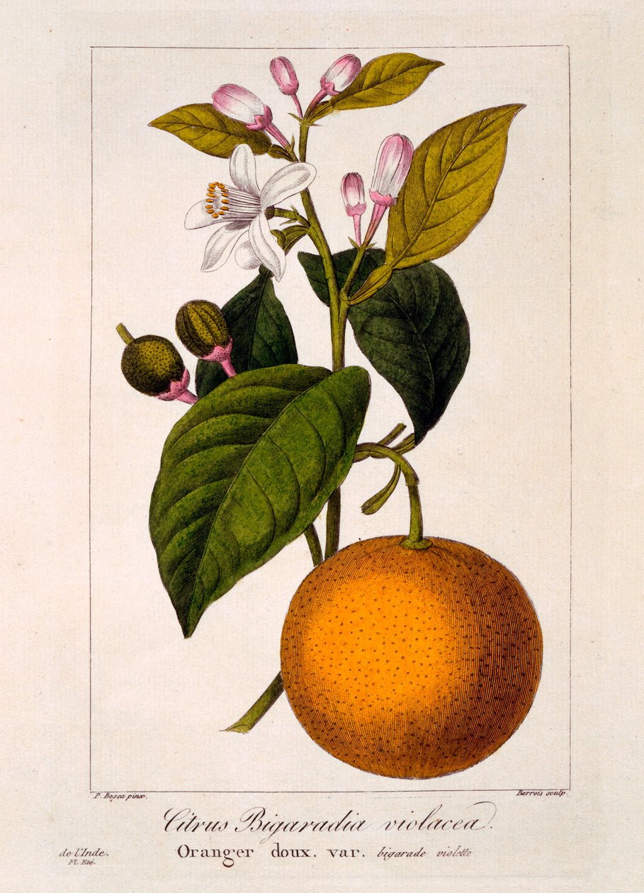 Édes narancs: Citrus sinensis var. Bigaradia violacea, 1836 (kézzel színezett metszet) alkotó: Pancrace Bessa