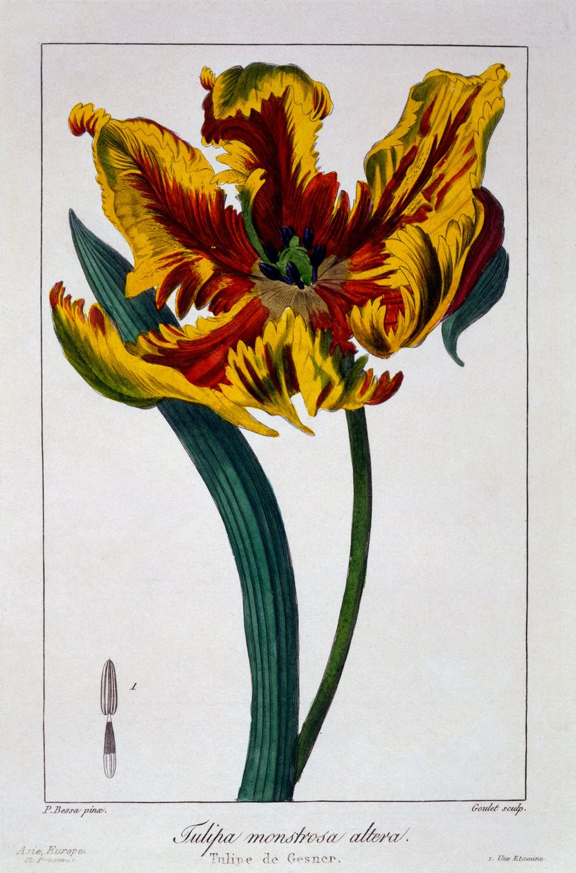 Tulipán "Lángoló papagáj", 1836 (kézzel színezett metszet) alkotó: Pancrace Bessa