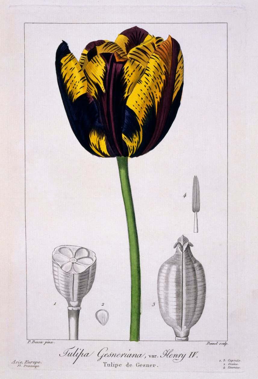 IV. Henrik király tulipánja, 1836 (kézzel színezett metszet) alkotó: Pancrace Bessa