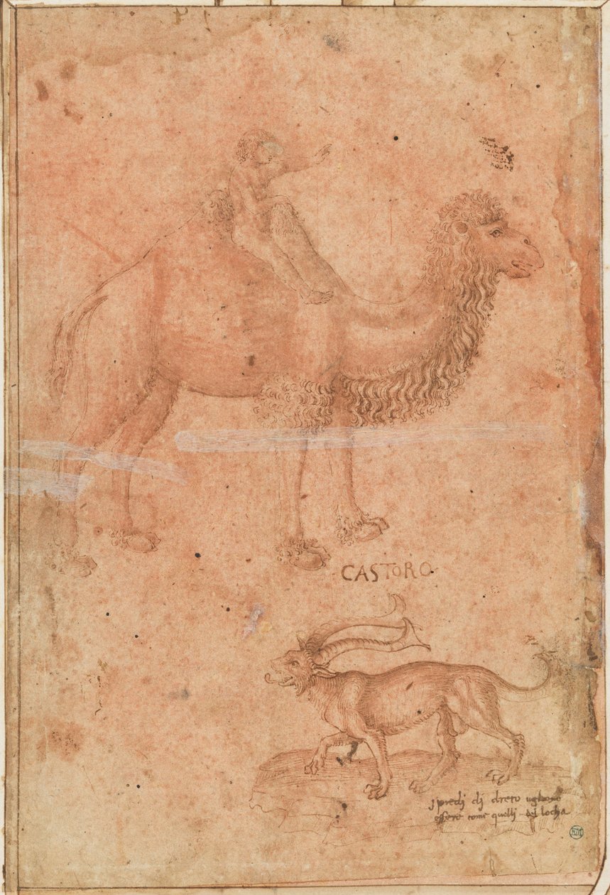 Ein Kamel mit einem reitenden Kind. Darunter ein fabelhaftes Tier (Castoro) alkotó: Paolo Uccello