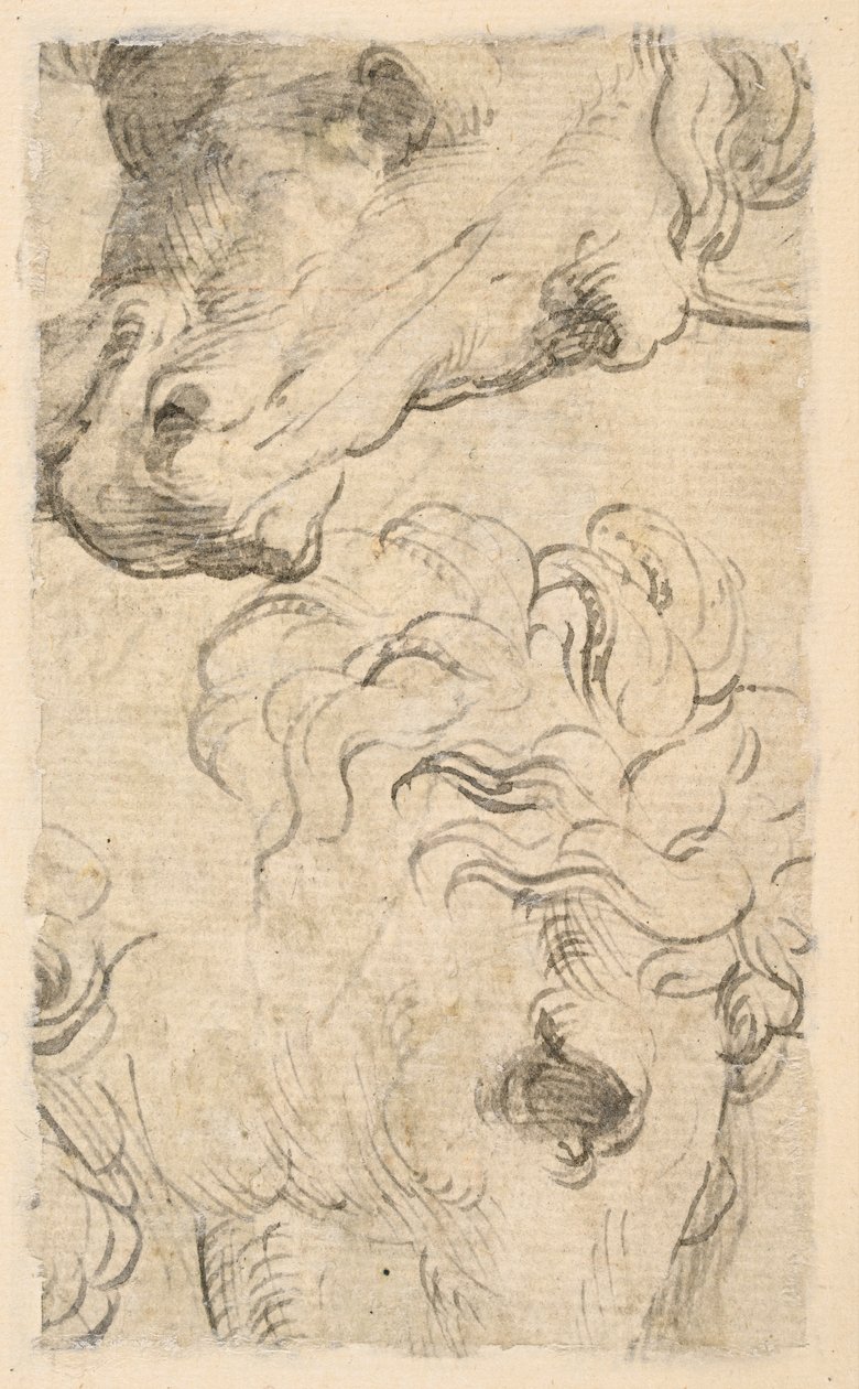 Két tanulmány a lovak fejéről (töredék) (verso) alkotó: Parmigianino