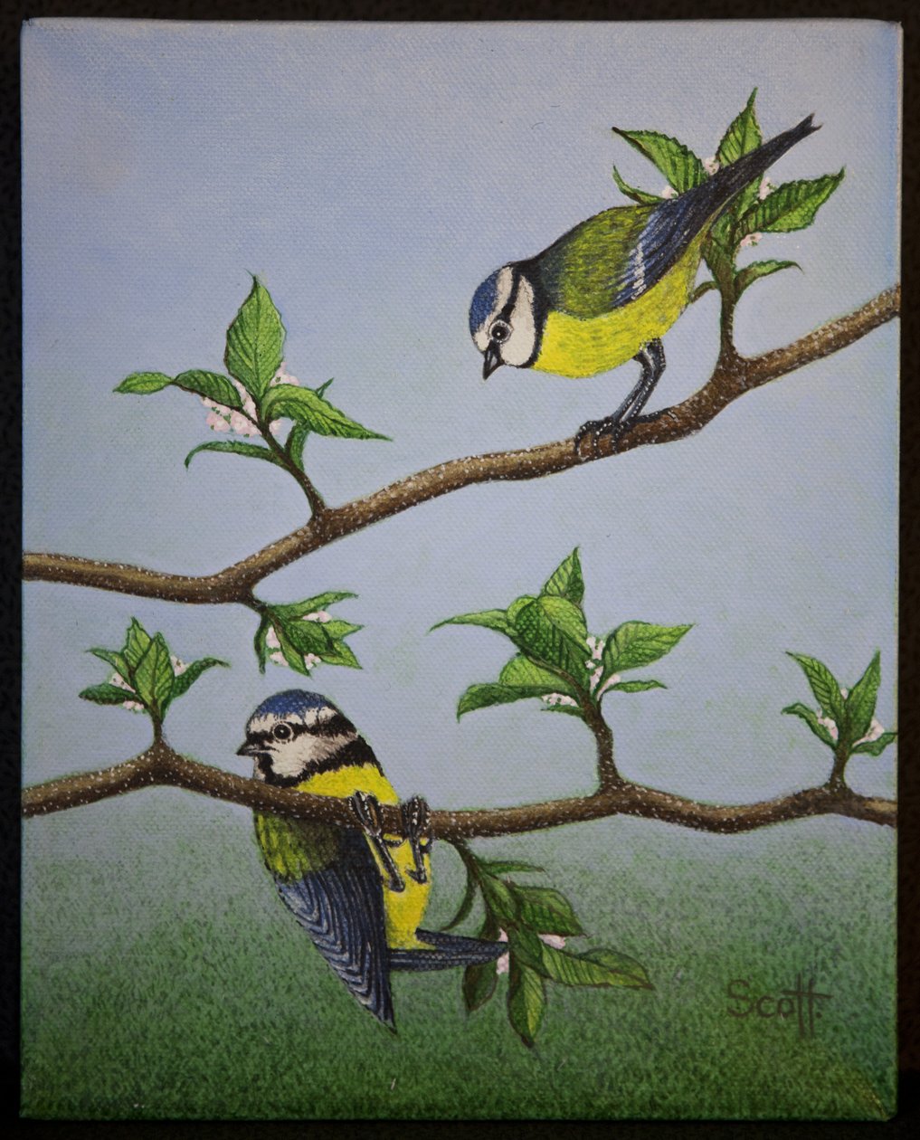 Bluetits, 2016 alkotó: Pat Scott