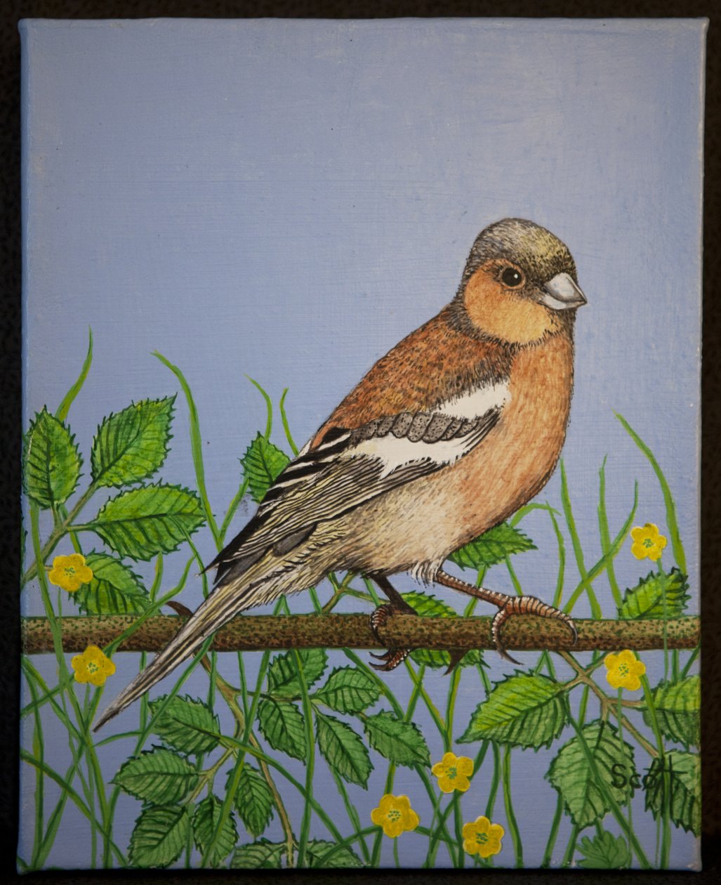 Chaffinch, 2016 alkotó: Pat Scott