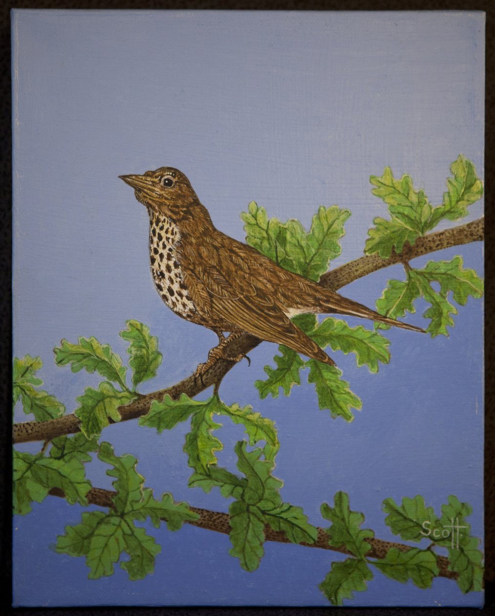 Mistle Thrush, 2016 alkotó: Pat Scott