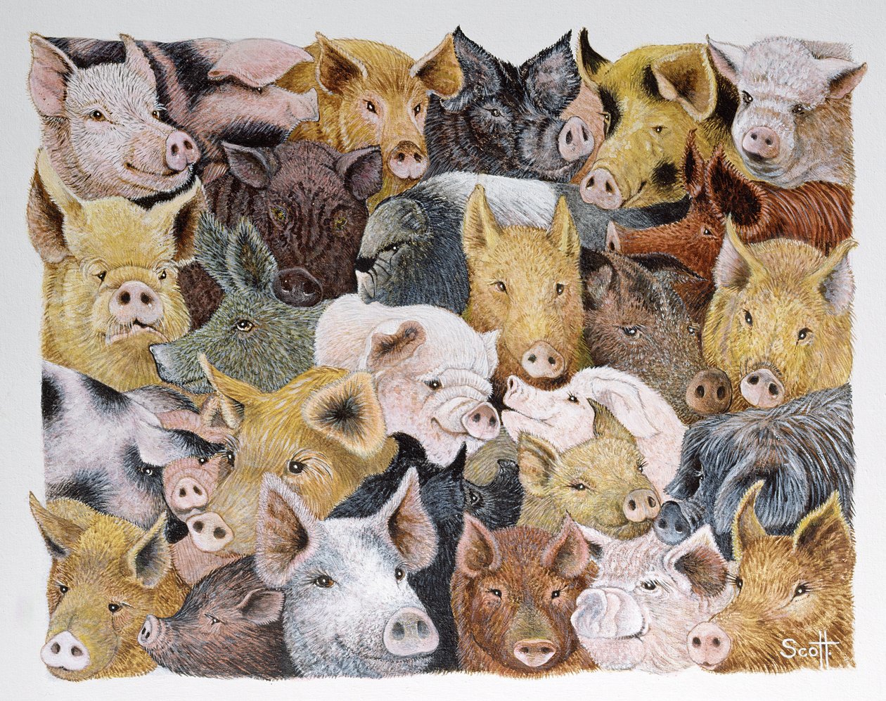 Pigs Galore (akril, calico) alkotó: Pat Scott