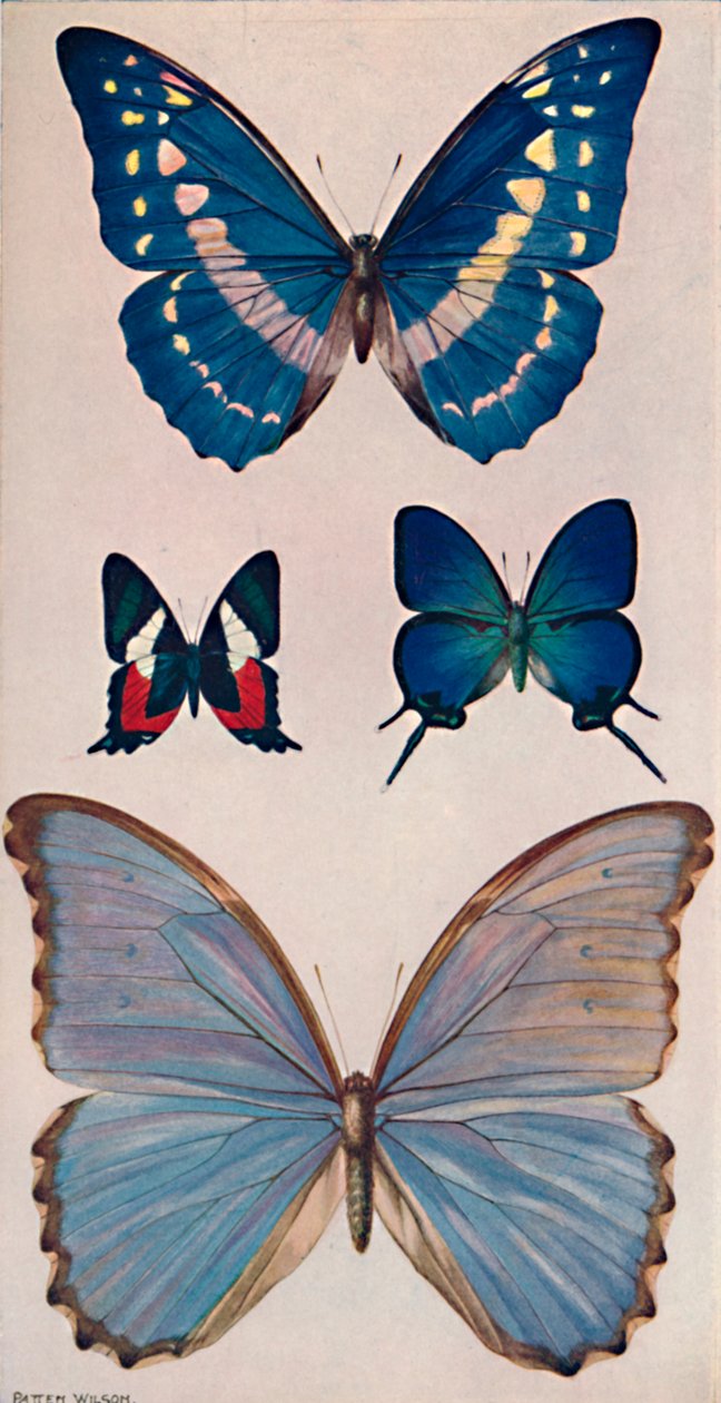 Néhány Rios Butterflies, 1914 alkotó: Patten Wilson