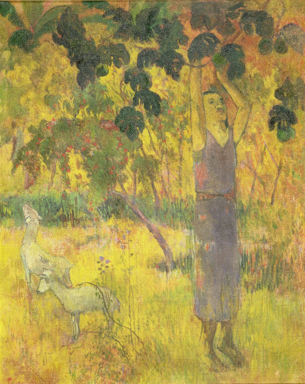 Férfi gyümölcsöt szed a fáról, 1897 alkotó: Paul Gauguin