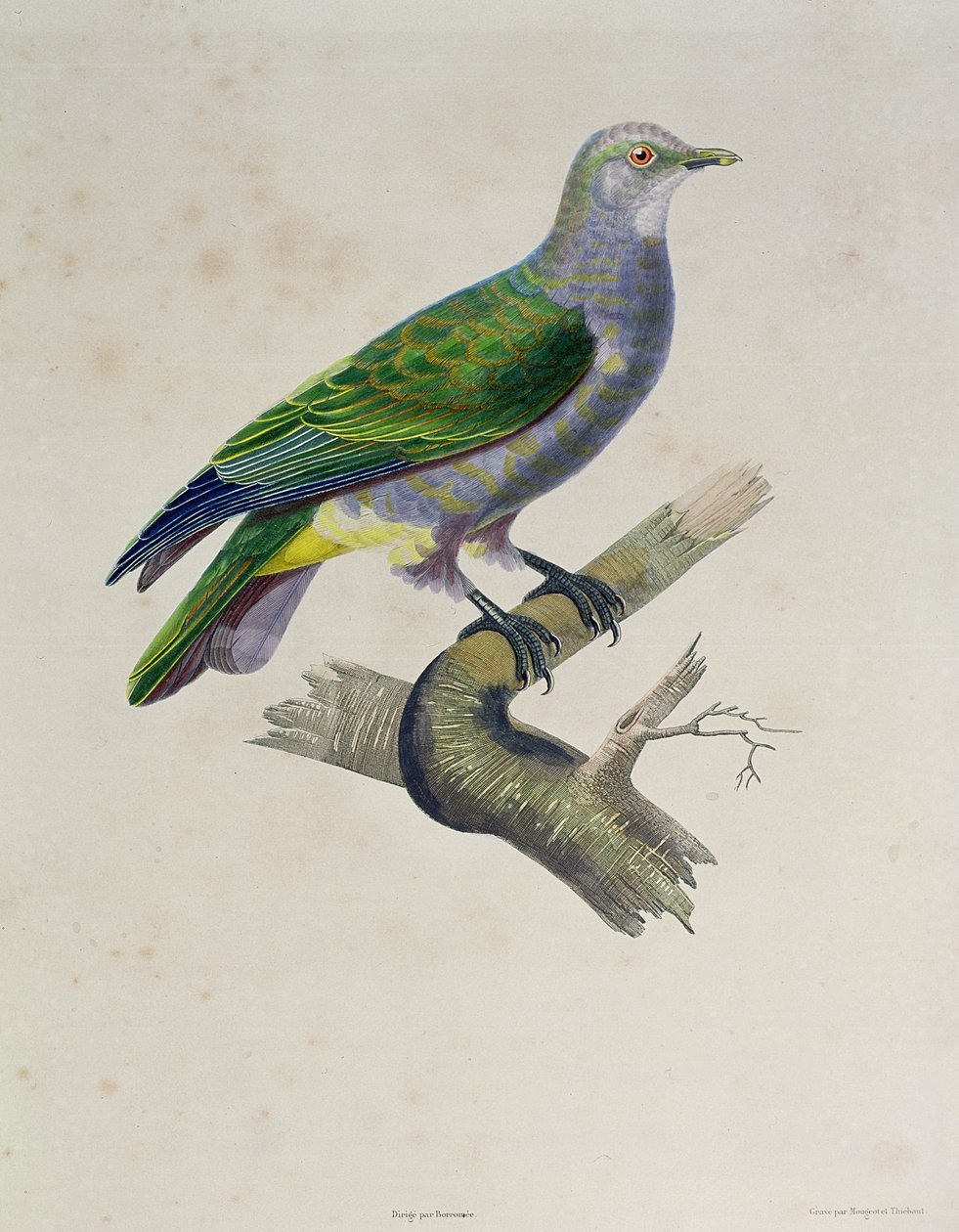 Egy galamb az „Utazás a világ körül a Vénusz fregattján, 1836-39” című filmből, vésette Mougeot és Thebaut, 1841 alkotó: Paul Louis Oudart