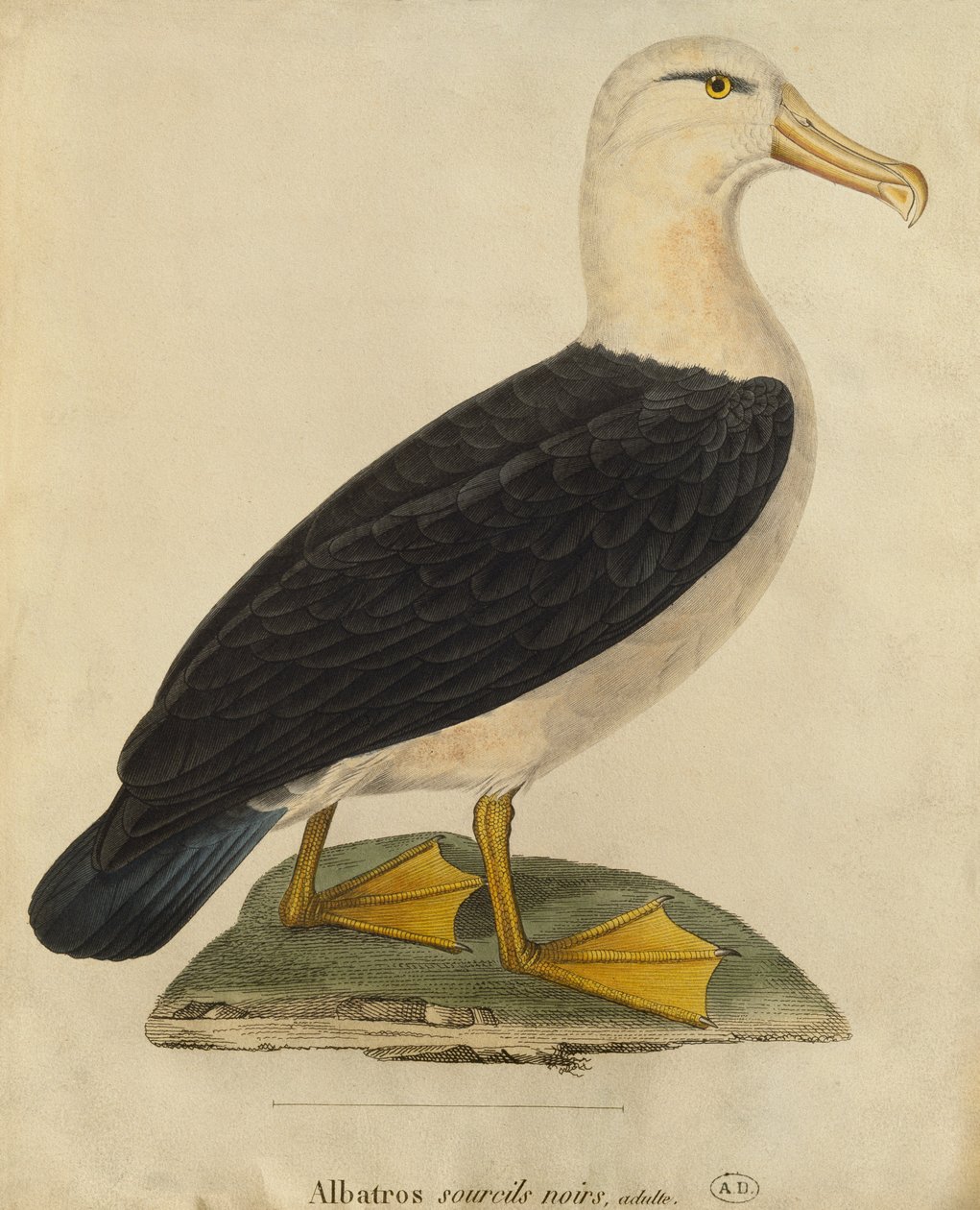 Albatrosz fekete szemöldökkel (színes gravírozás) alkotó: Paul Louis Oudart
