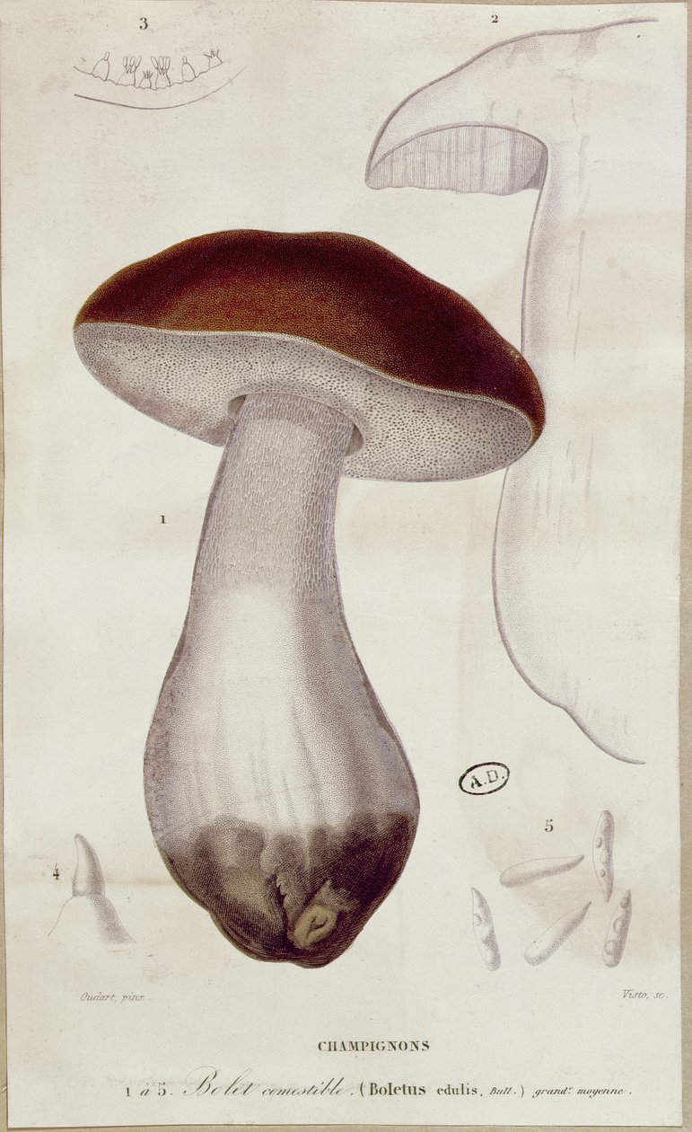 Boletus edulis, illusztráció a "Traite des Champignons" kiadásához, Jean Jacques Paulet (1740-1826) alkotó: Paul Louis Oudart
