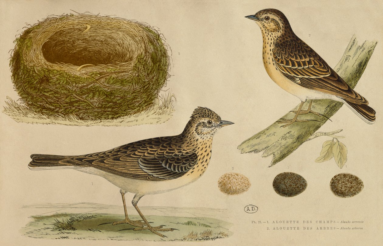 Skylark és pacsirta (színes gravírozás) alkotó: Paul Louis Oudart