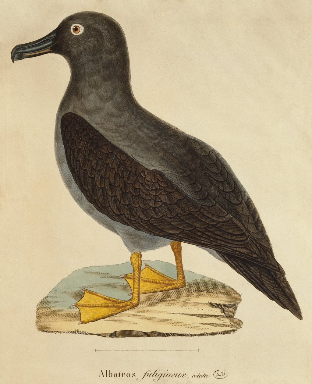 Kormos albatrosz (színes gravírozás) alkotó: Paul Louis Oudart