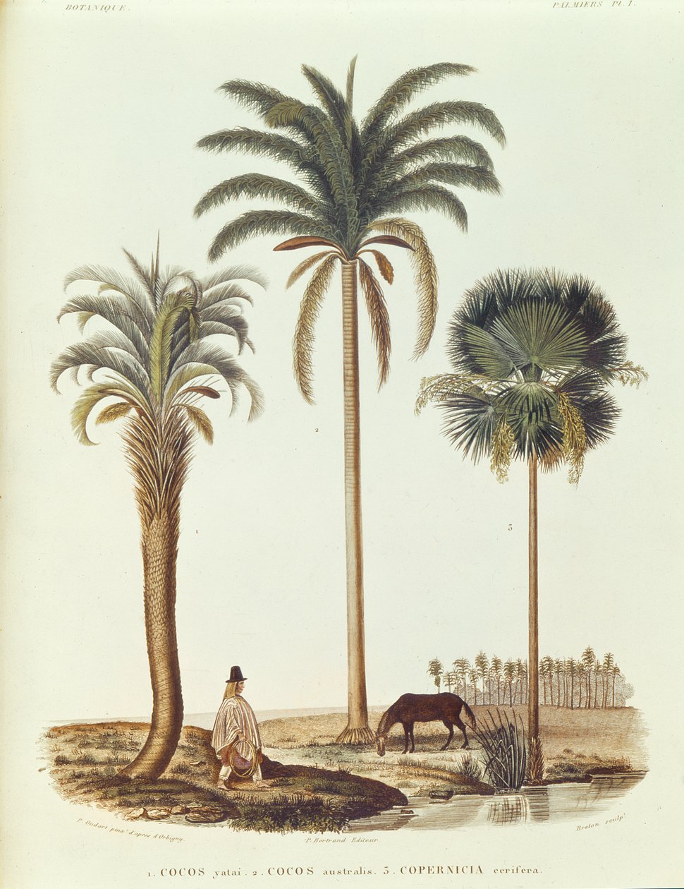 Argentin pálmafa fajok, illusztráció a Voyage dans lAmerique Meridionale című művéből, Alcide dOrbigny, metszett Breton, 1847 alkotó: Paul Louis Oudart