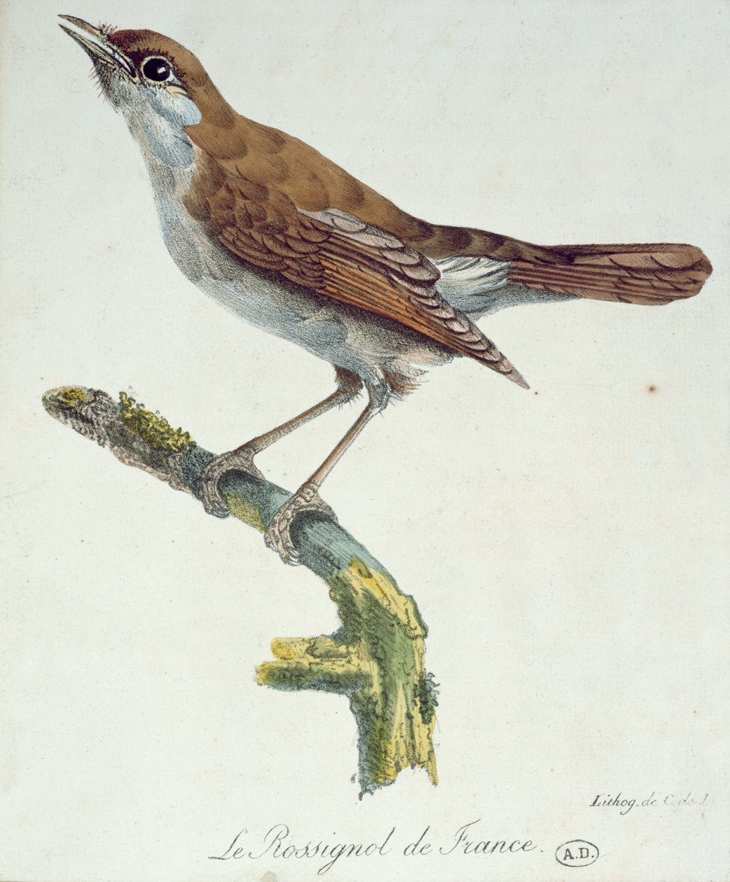A francia csalogány, 1830 körül alkotó: Paul Louis Oudart
