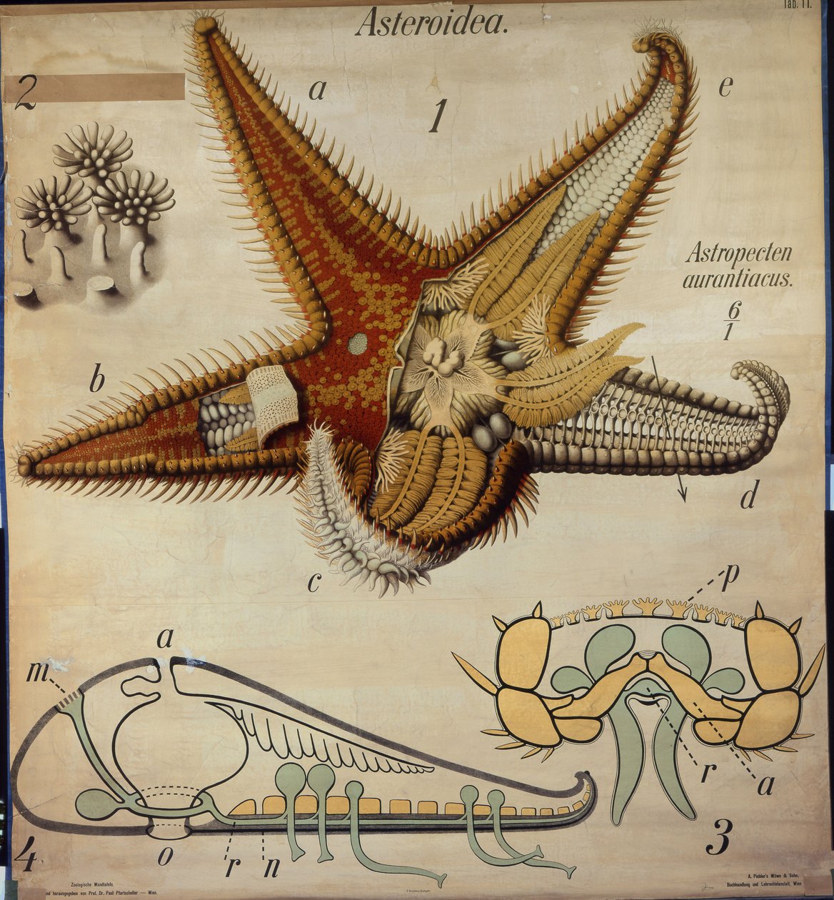 Astropecten, 11. sz., Pfurtscheller állattani fali diagramja alkotó: Paul Pfurtscheller