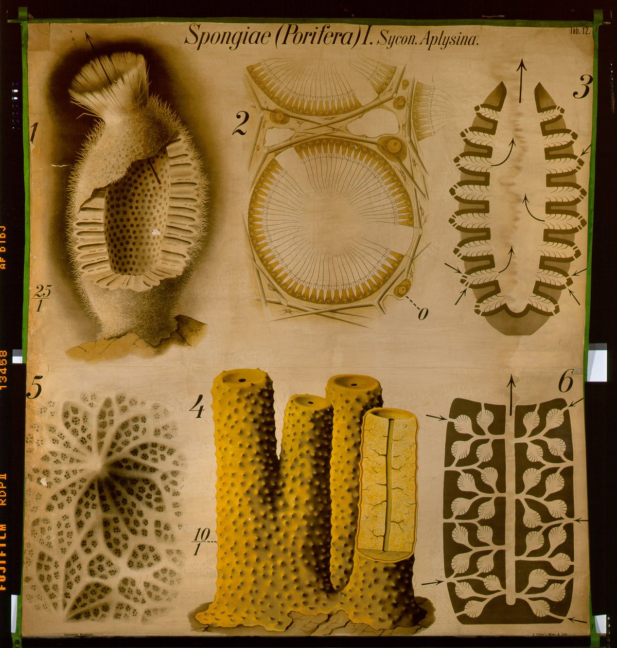Sycon és Aplysina, No.12, Pfurtscheller