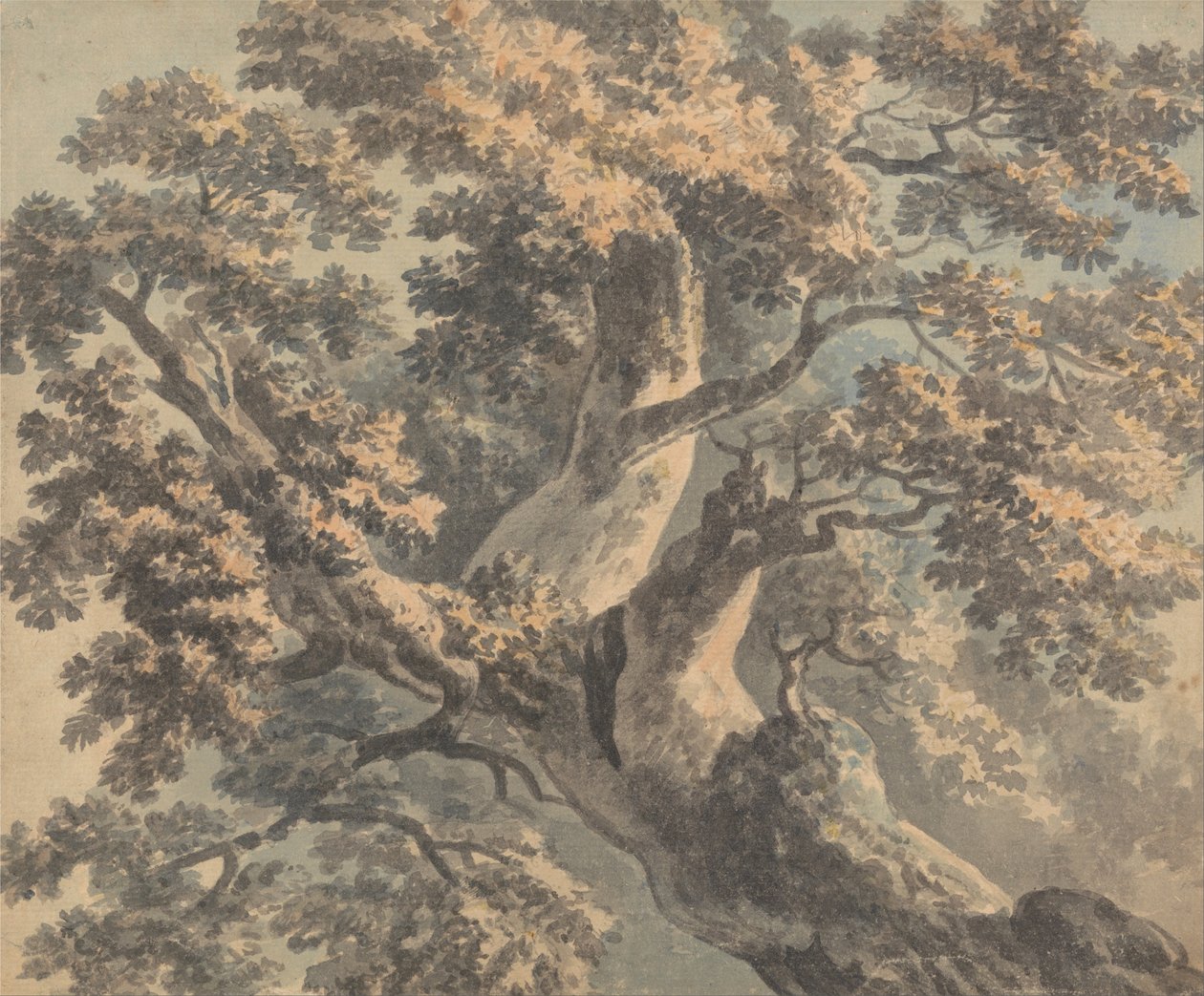 Egy fa tanulmányozása alkotó: Paul Sandby