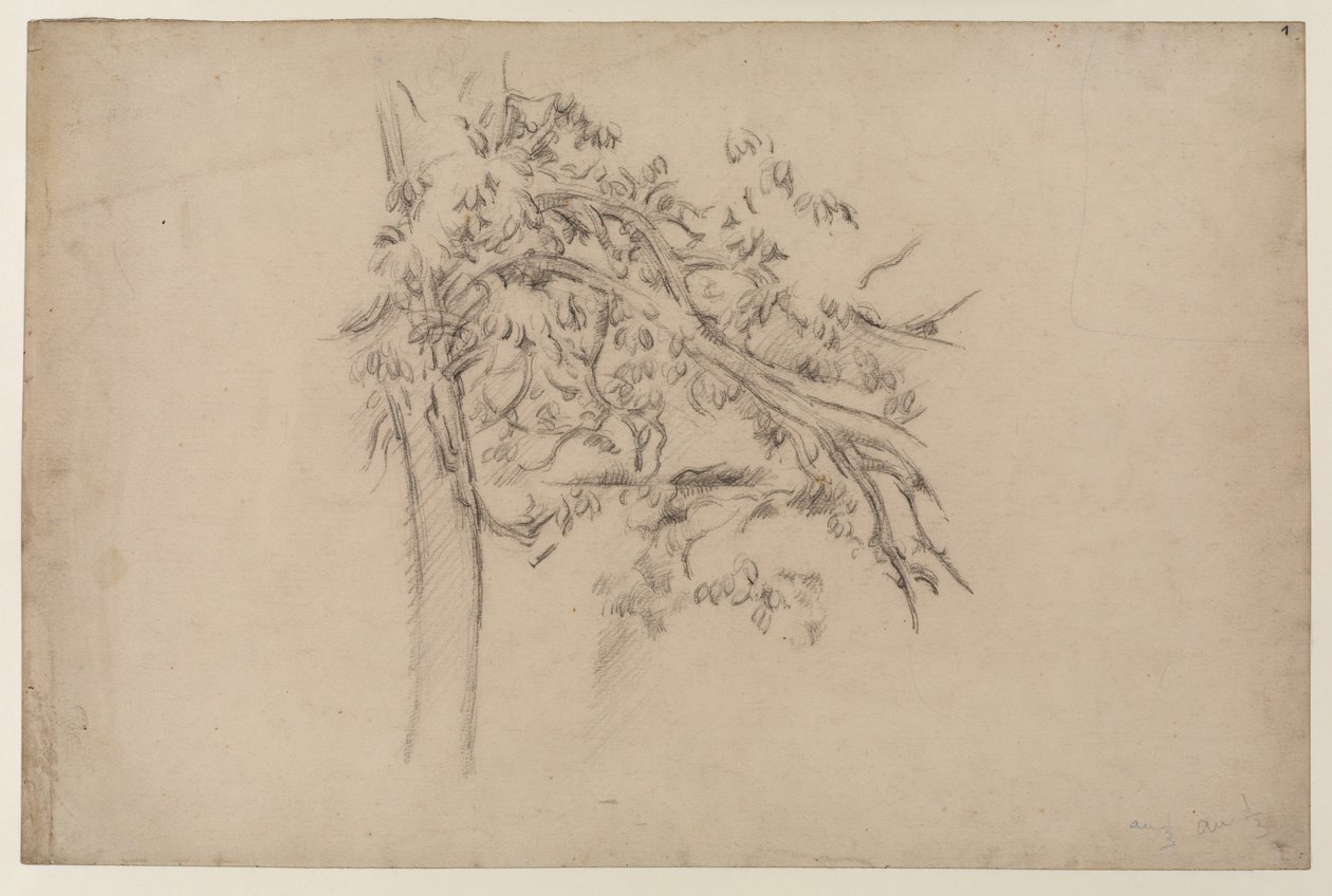 Tanulmány egy fáról, 1885-87 (grafit papíron) alkotó: Paul Cézanne