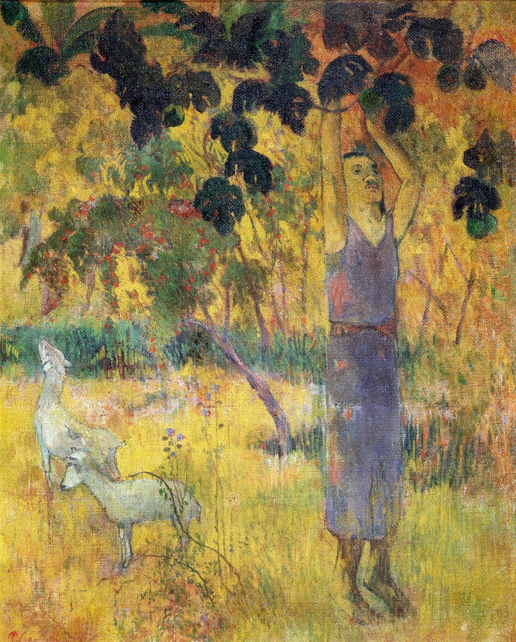 Férfi gyümölcsöt szed a fáról, 1897. alkotó: Paul Gauguin