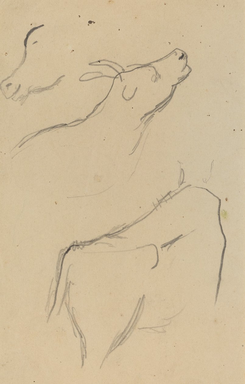 Tanulmányok egy tehénről [verso] alkotó: Paul Gauguin