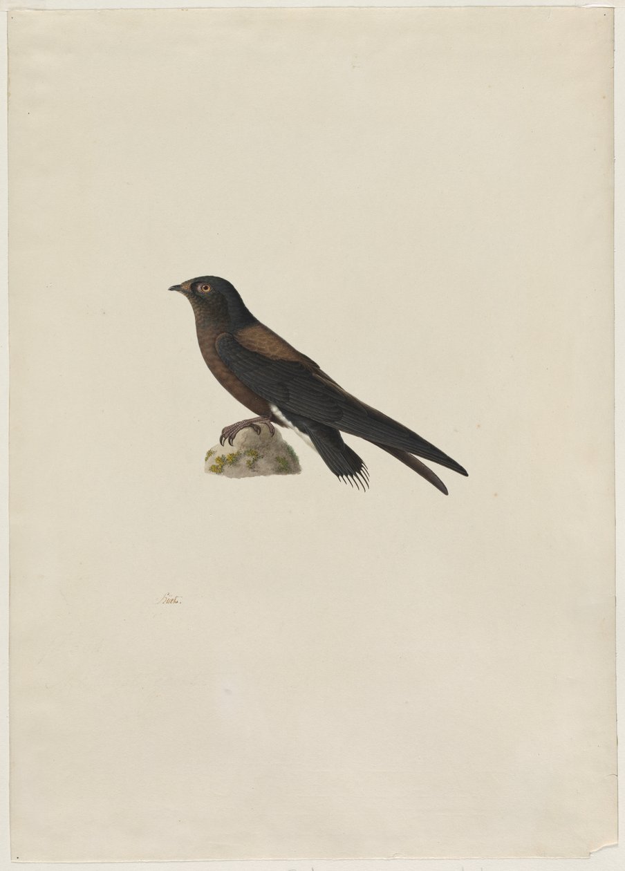 tűfarkú swift (Hirundapus caudacutus) alkotó: Paul Huet