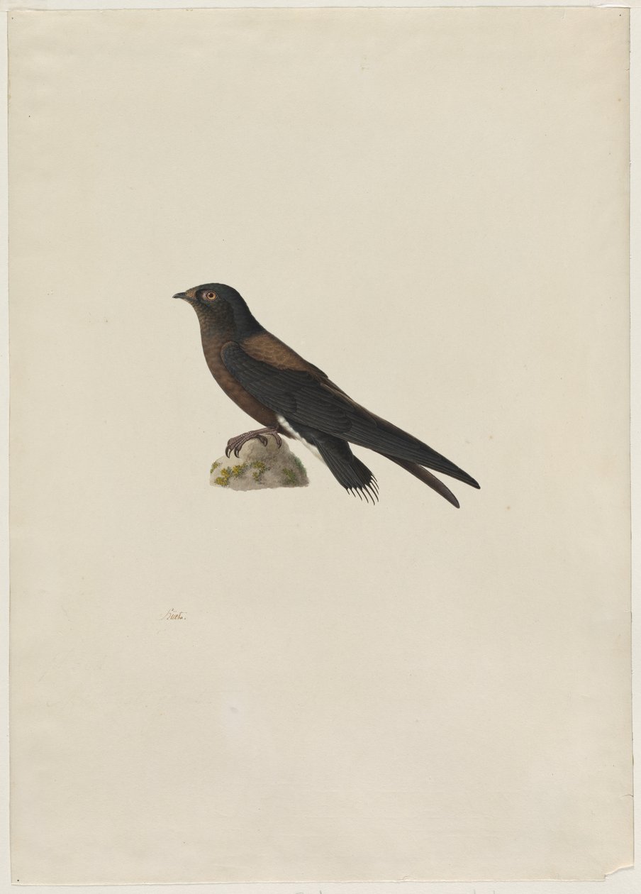 Tűfarkú swift Hirundapus caudacutus, 1800-as évek. alkotó: Paul Huet