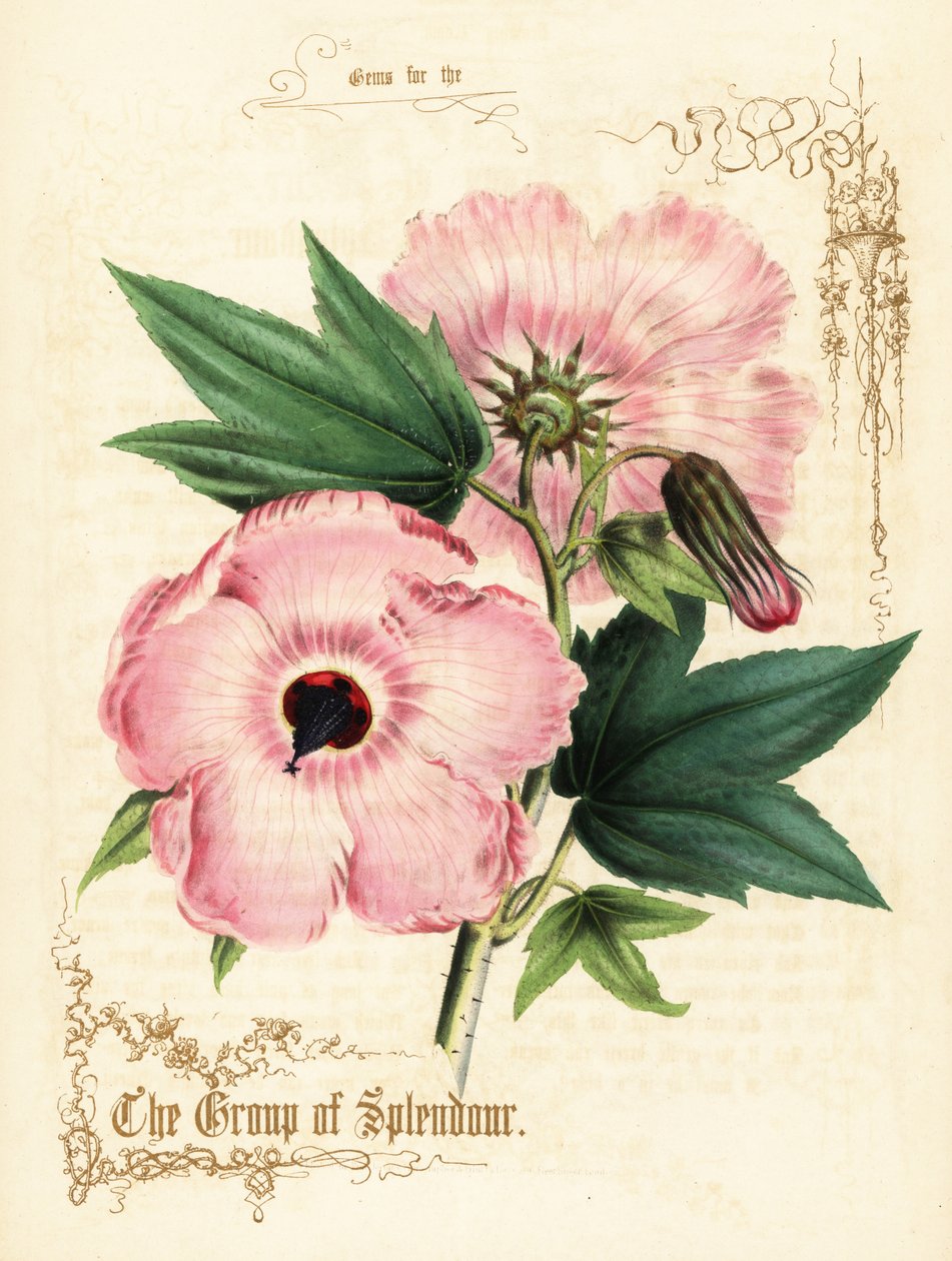 Rózsaszín hibiszkusz virágok és lombozat. alkotó: Paul Jerrard