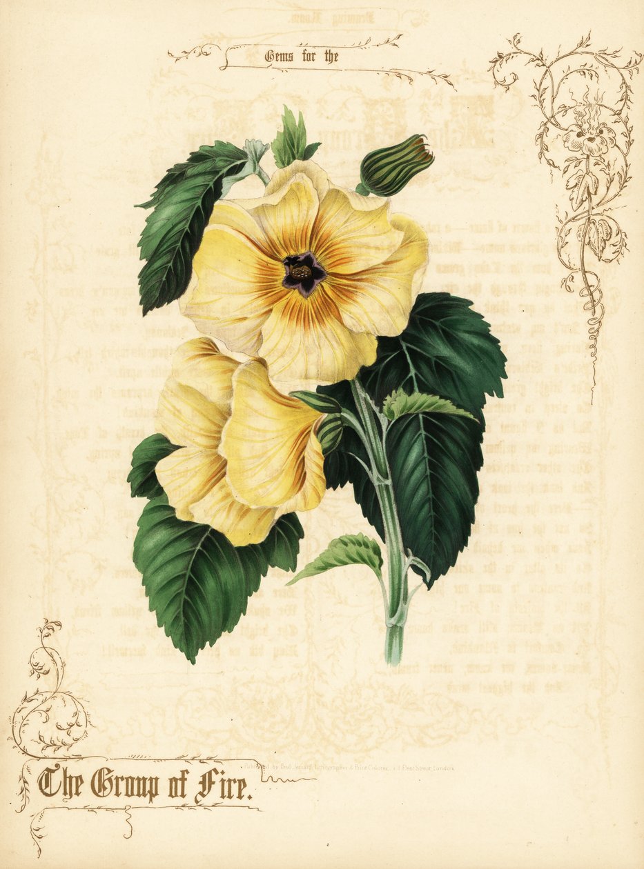 Sárga hibiszkusz virágok és lombozat. alkotó: Paul Jerrard