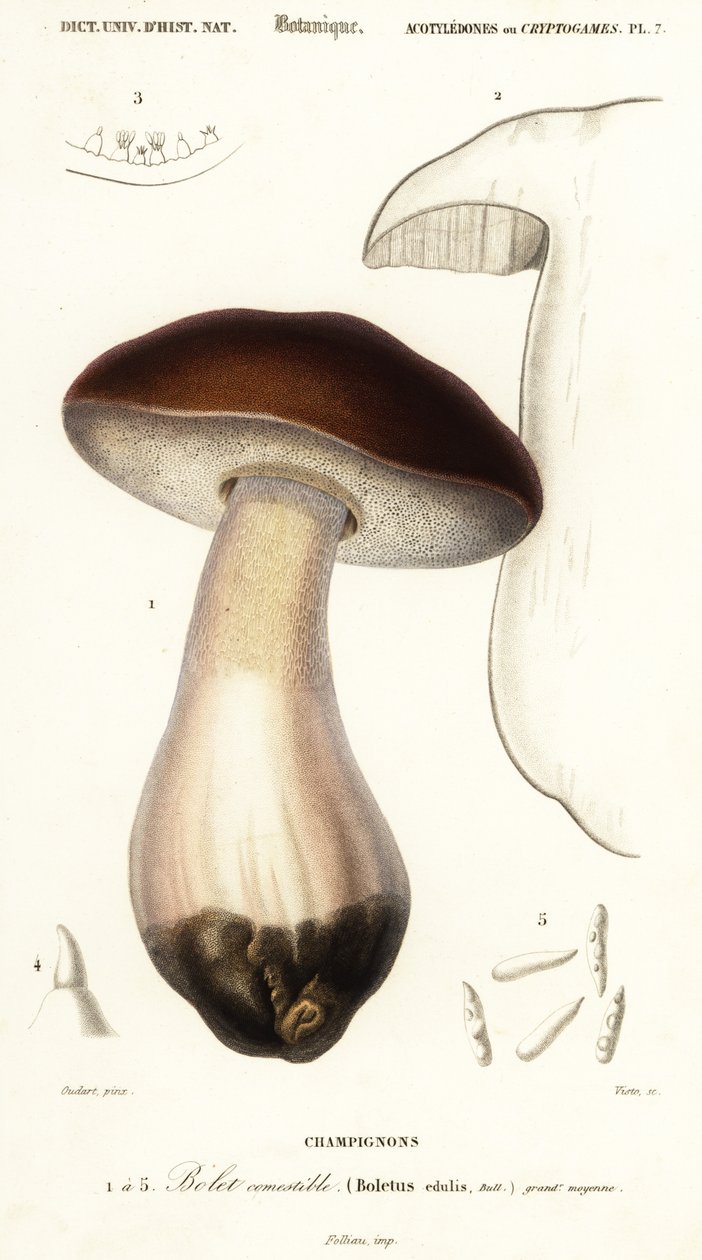 Cep, filléres zsemle, vargánya vagy vargánya, Boletus edulis. ,1849 (metszet) alkotó: Paul Louis Oudart