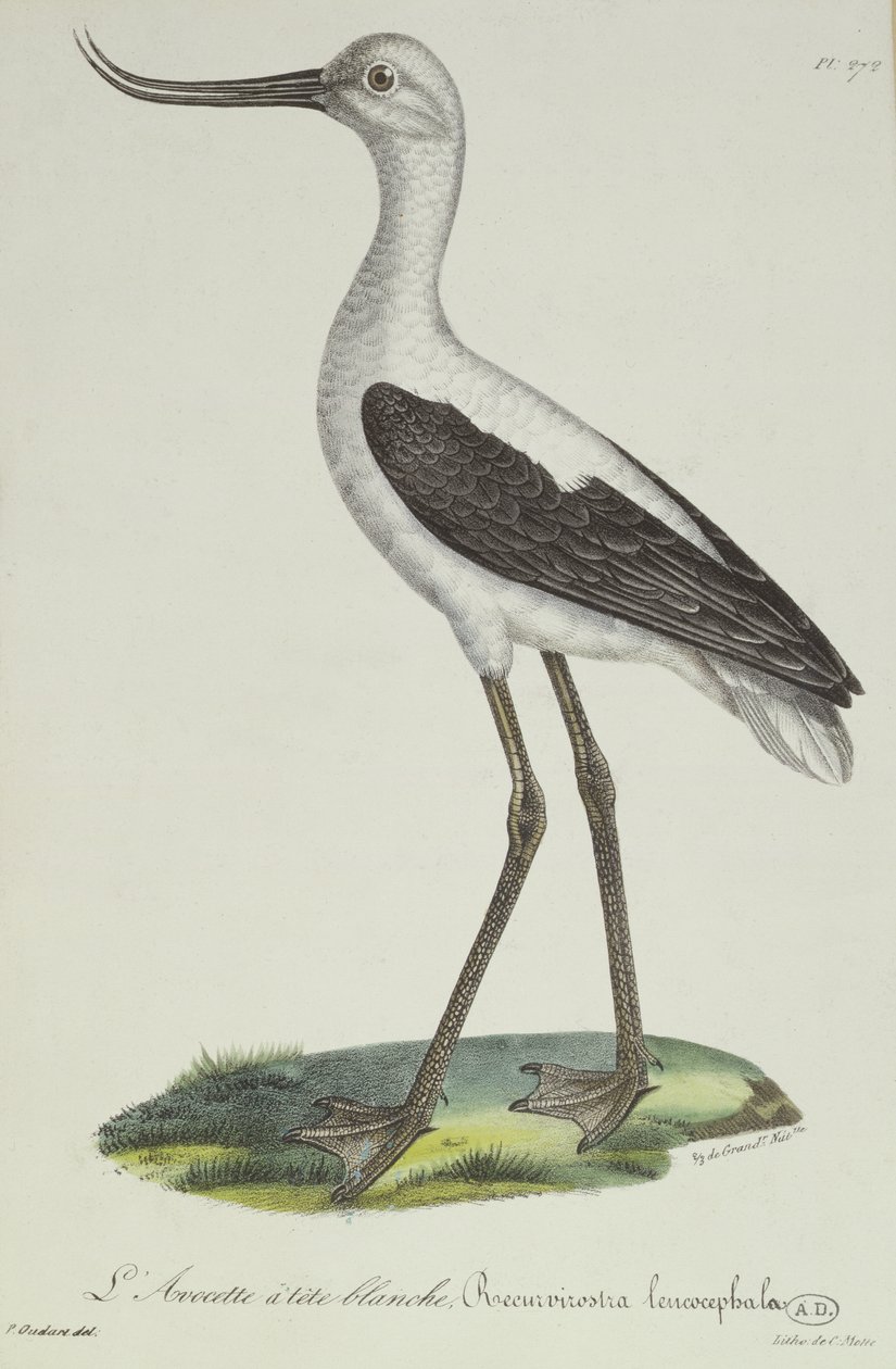 Fehérfejű Avocet, 19. század eleje (színes metszet) alkotó: Paul Louis Oudart