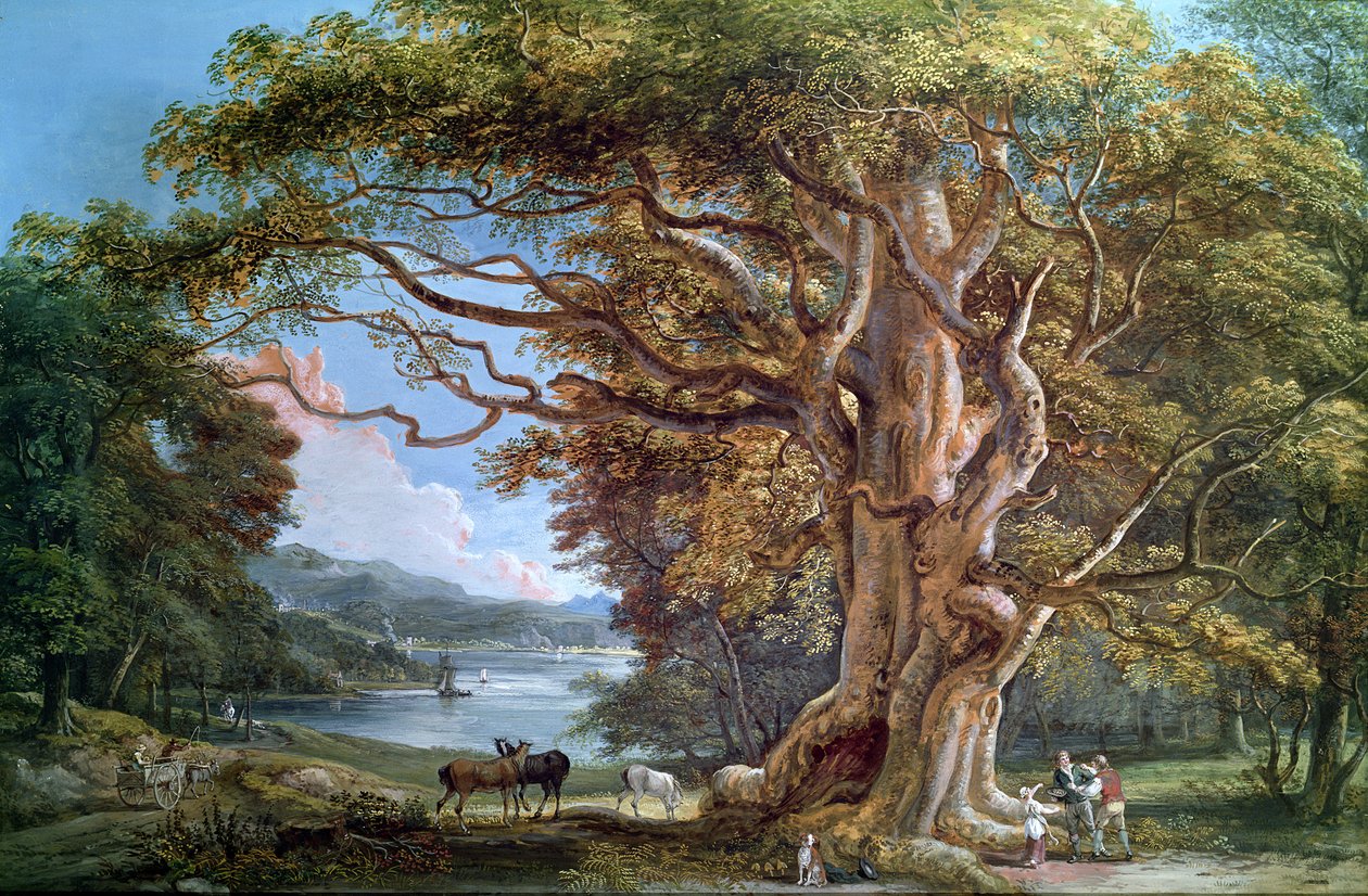 Egy ősi bükkfa, 1794 alkotó: Paul Sandby