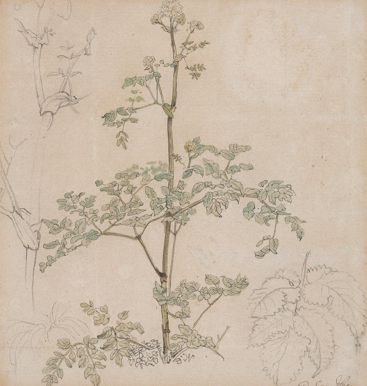 Turbolya-tanulmány alkotó: Paul Sandby