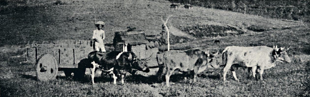 "Ökör szekér", 1895 alkotó: Paulo Sack