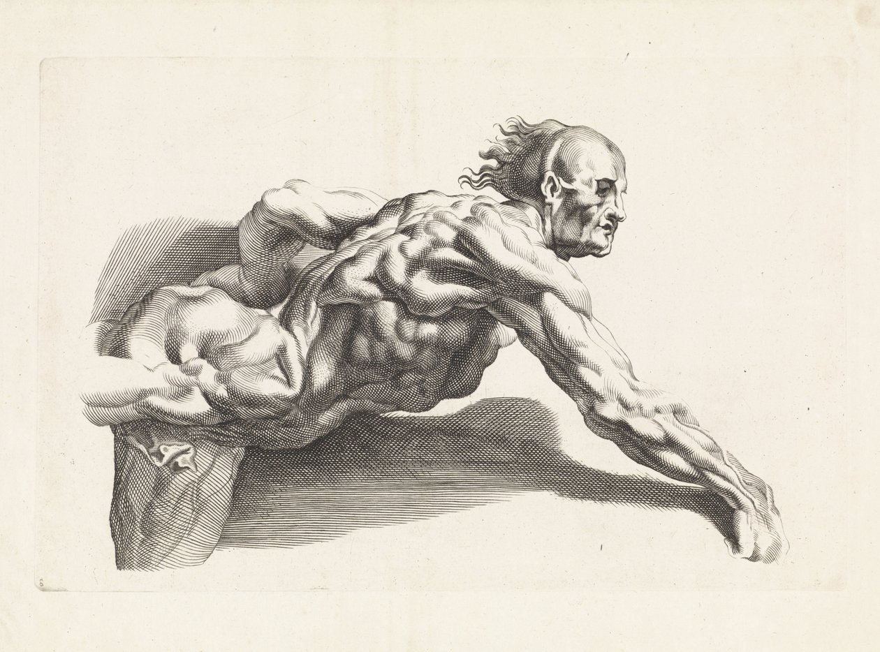A hajlott ember anatómiai vizsgálata Peter Paul Rubens rajzkönyve (sorozat címe) alkotó: Paulus Pontius